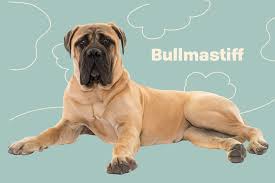 The price range of a tibetan mastiff puppy can be between $1,700 and $7,000 depending on a few factors that we can look at in more detail. Bullmastiff Dog Breed Information Characteristics Daily Paws