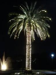 Northern Light Merry Tropical Christmas Christmas Lights Outdoor Trees Tropical Christmas Florida Christmas