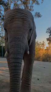 San Diego Zoo Safari Park