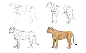 Well other animals too, but cats. Sketchbook Original How To Draw Big Cats Monika Zagrobelna