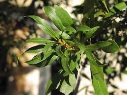 Image result for Myrica serrata