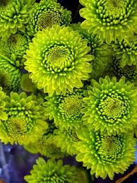 Lime Green Mums Mums Green Flowers Mums Flowers Amazing Flowers Beautiful Flowers
