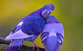 Love Birds Images Download 2560x1600 Wallpaper Teahub Io We have a massive amount of hd images that will make your computer or smartphone look absolutely fresh. love birds images download 2560x1600