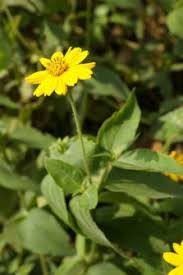 Image result for Aspilia