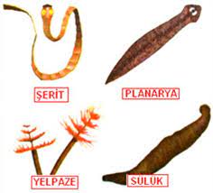 kopeklerde ic parazit nedir turleri nelerdir bilgiustam