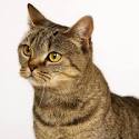 Asian Cat Breeds | Cat breeds, Asian cat, Cat breeder
