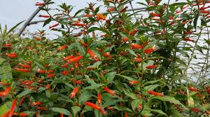 Image result for Cuphea ignea