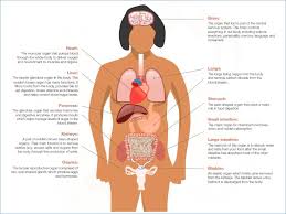 Labeled Diagram Of The Female Body Wiring Diagram