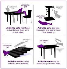 How To Recognize And Treat Arthritis In Your Cat The Conscious Cat