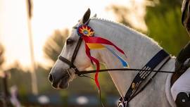Elegant Summer Hunter Derby in Traverse City
