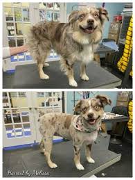 Queensland Breeder Reveals Why Shaving Dog'S Fur Could Be Deadly