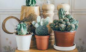 Los cactus o cactos (familia cactaceae), son unas hermosas y exóticas plantas originarias de américa que culturalmente son muy relacionadas con los el color verde del cactus en combinación y/o contraste con paredes, muebles o libreros, va a aportar un entorno bastante armonioso y original. Los Cactus Dan Mala Suerte Cuidado Si Tienes Uno En Casa