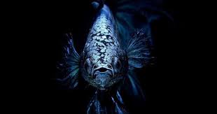 Gambar Keren Untuk Wallpaper Hd Gambar Free Fire Keren Untuk Wallpaper Hd Gambar Keren Untuk Wallpaper Hd Gambar Keren Untuk Wal Gambar Ikan Cupang Pemandangan