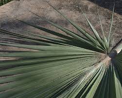 Image result for Latania loddigesii