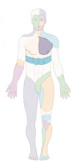 Upper Back Chest Universitair Pijn Centrum Maastricht A man's chest — like the rest of his body — is covered with skin that has two layers. upper back chest universitair pijn