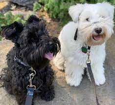 Black Mini Schnauzer With His White Mini Friend Mini Schnauzer Black Mini Schnauzer Schnauzer