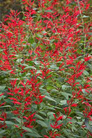 Pin On Garden Flowers Hummingbirds And Butterflies