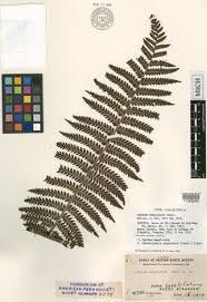 Image result for Cyathea mildbraedii