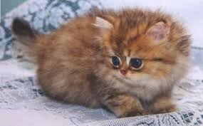 Shaded Golden Persian Iran Kedisi