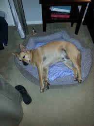 My Lazy American Dingo Dingo Dog Carolina Dog Dogs