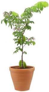 Find images of star fruit tree. Vamsha Nature Care Grafted Star Fruit Live Plant In Pot Price In India Buy Vamsha Nature Care Grafted Star Fruit Live Plant In Pot Online At Flipkart Com