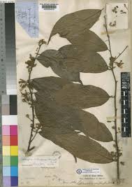 Image result for Leptonychia