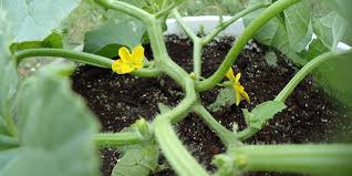 Image result for Cucumis melo