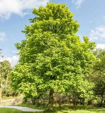 Image result for Catalpa