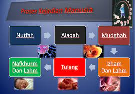 Iaitu peringkat pertama bermula selepas persenyawaan atau minggu pertama. Bukti Al Quran Telah Mendahului Sains