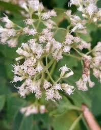 Image result for Mikania cordata