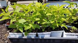 We did not find results for: The Ultimate Guide To Joe Pye Weed What You Need To Know Growit Buildit