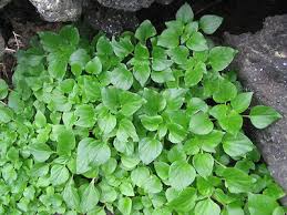 Image result for Parietaria debilis
