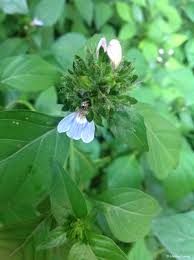 Image result for Justicia petiolaris