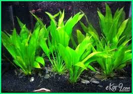 Aquarium merupakan salah satu dekorasi menghias rumah yang tepat. 10 Macam Dan Jenis Tanaman Hias Untuk Aquarium Air Tawar Ekor9 Com Ekor9 Com