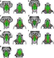 The mucous membrane is thin tissue that lines the nose, sinuses, and throat. The 3d Reconstructed Images Of The Nasal Cavity Green And Maxillary Download Scientific Diagram