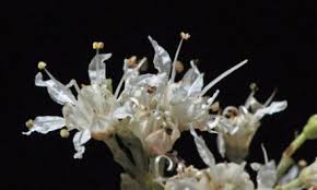 Image result for Terminalia phanerophlebia