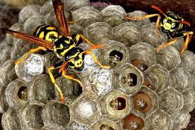 How to get rid of bees & wasps. Blog Bees Wasps And Why You Need A Pest Control Professional