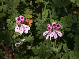 Image result for Pelargonium domesticum round-leaved bushy
