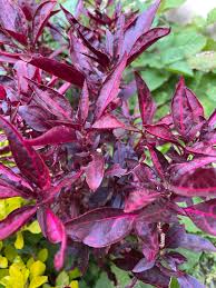 Image result for Iresine lindenii