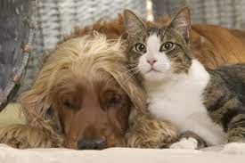 It can prevent, reduce, or eliminate urine marking. Get Your San Antonio Pets Spayed Or Neutered For Only 25