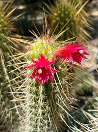 Image result for Cleistocactus