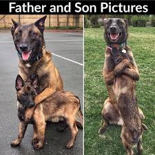 You can train a dog better than a cat. Dogs Are Better Than Cats 9gag