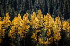 No other colorado skiing, snowboarding, mountain resort can compete! See Colorado Fall Colors Before They Re Gone Colorado Public Radio