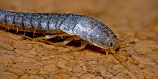 With suburban pest management, you get the finest pest control technicians and termite inspectors in. Silverfish Total Termite Total Termite Pest Control