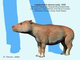 Image result for Lepidotrichilia