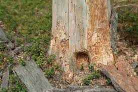 Maße 500 x 600 mm (b x h). Borkenkafer Merkmale Arten Lebensweise Und Vieles Mehr