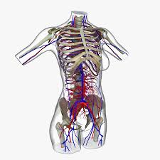 (no reviews yet) write a review. Female Torso Anatomy 3d Model 249 Ma Fbx Obj Free3d