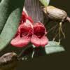 Image result for Bulbophyllum stolzii