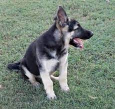 Check spelling or type a new query. Akc German Shepherd Puppy Black And Silver For Sale In Howe Oklahoma Classified Americanlisted Com