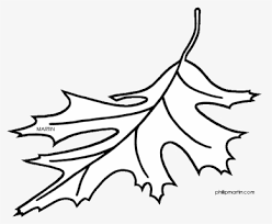 Red pine tree coloring page. Oak New Logo Eps Color Oak Foundation Logo Hd Png Download Kindpng